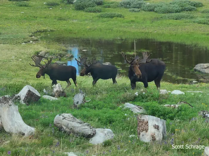 Sugarloaf Campground (WY) — Three moose east of Sugarloaf