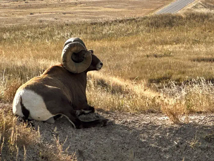 Cedar Pass Campground — Big Horn Sheep