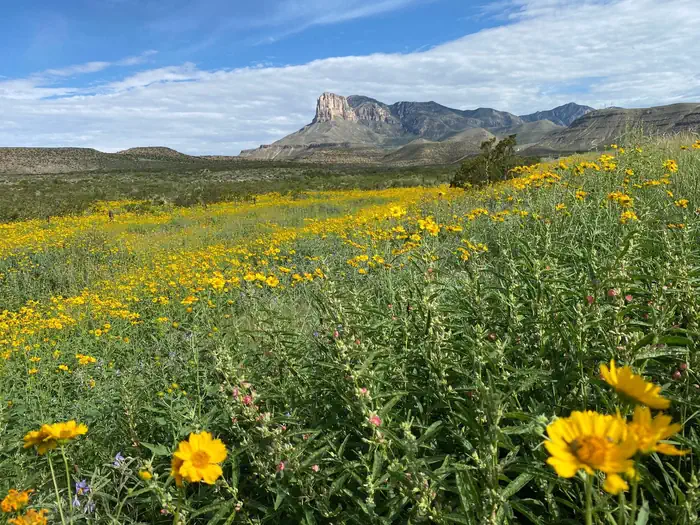 Pine Springs Campground — Summer rains create a field of flowers with El Capitan and the Guadalupe Mountains in the background.