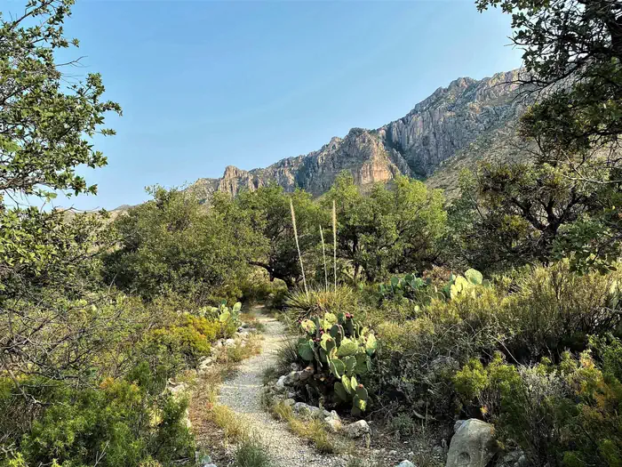 Pine Springs Campground — View of Guadalupe Mountain range from campsite number one with prickly pear, sotol, and oak trees along the trail winding it way toward the parking area.