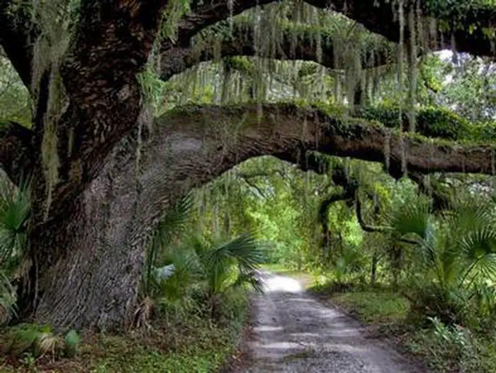 Cumberland Island National Seashore Camping Permits — large live oak branches extending over sand road