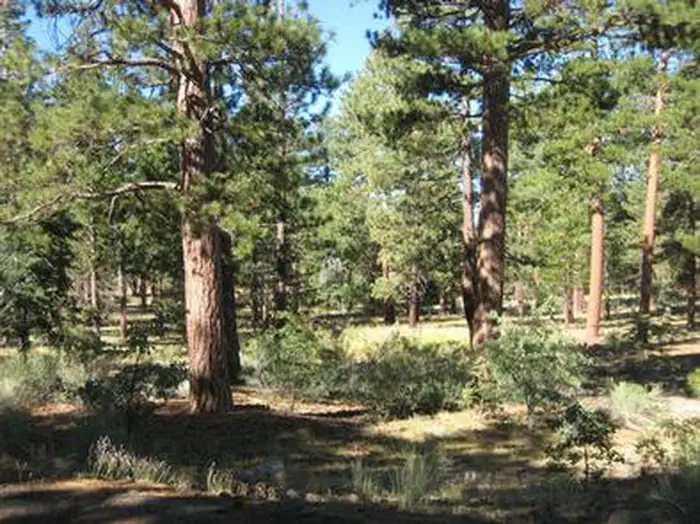 Lobo Campground