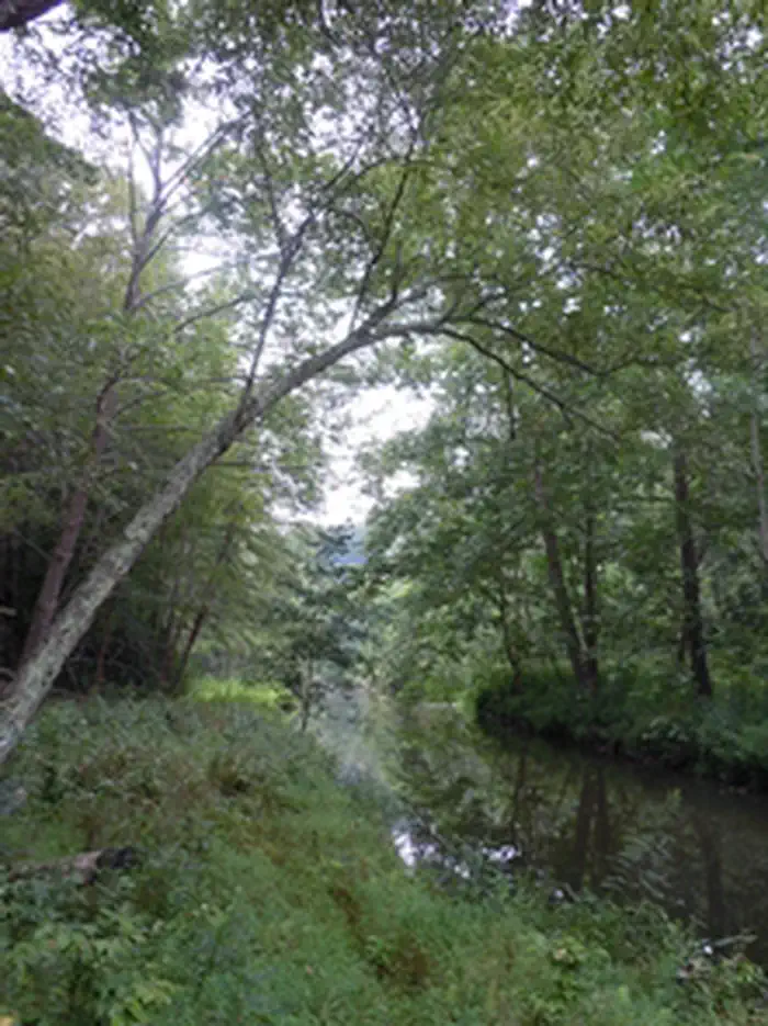 Chopawamsic Backcountry Camping Permits — Chopawamsic Creek in the backcountry area