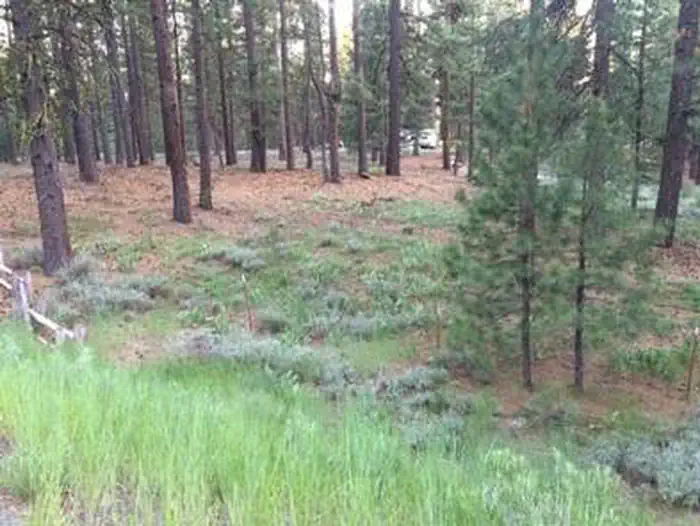 GRIZZLY — GRIZZLY Trees