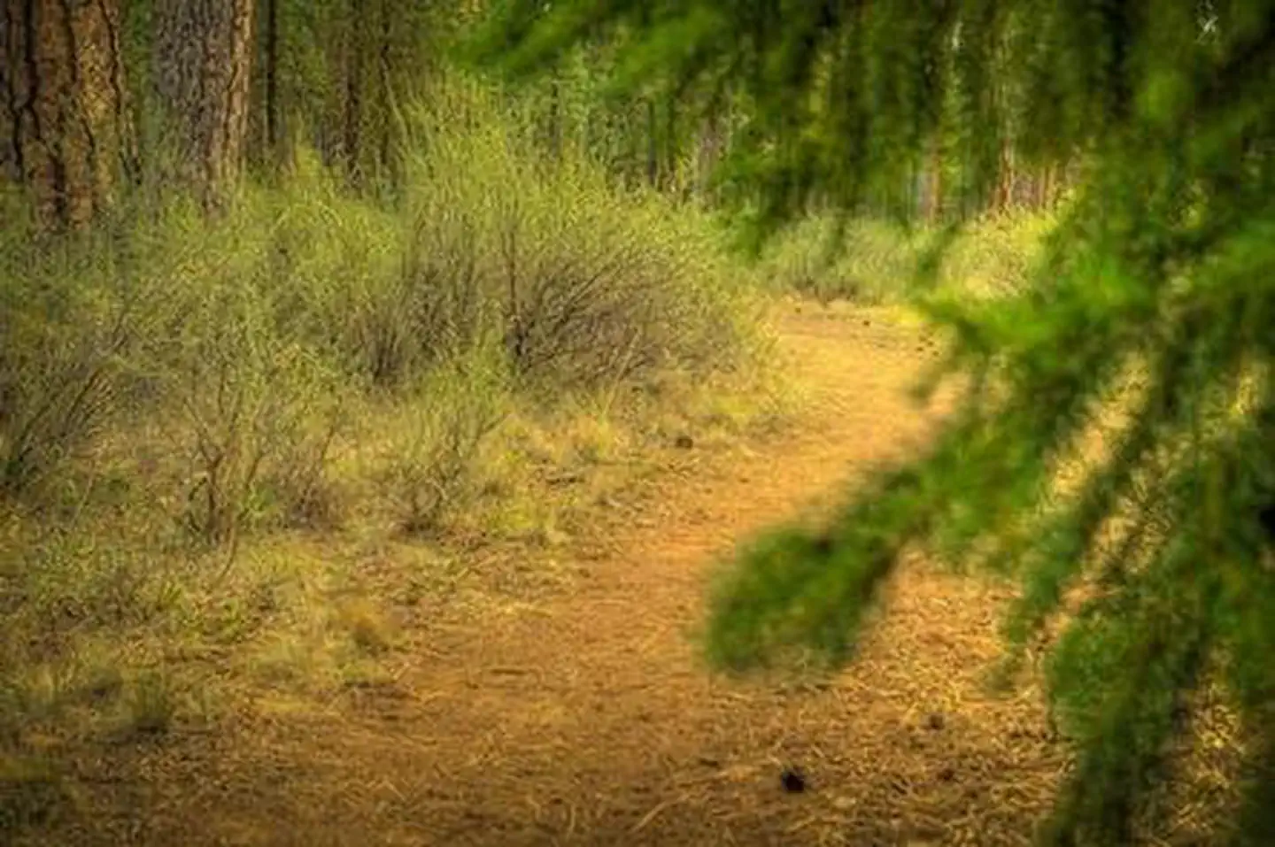 Riverside Campground (Deschutes National Forest, OR) — RIVERSIDE CAMPGROUND