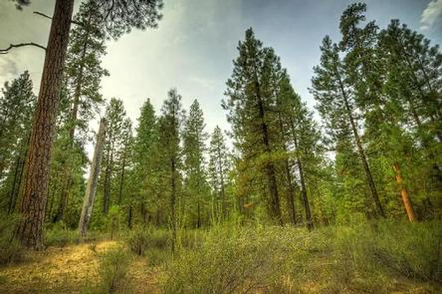 Riverside Campground (Deschutes National Forest, OR) — RIVERSIDE CAMPGROUND
