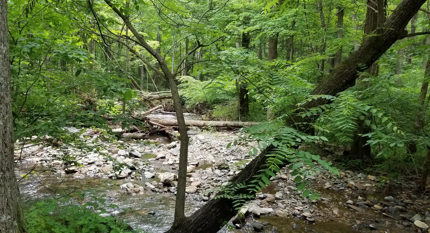 Rock Castle Gorge Backcountry Camping — Creek shallows near primitive campsites