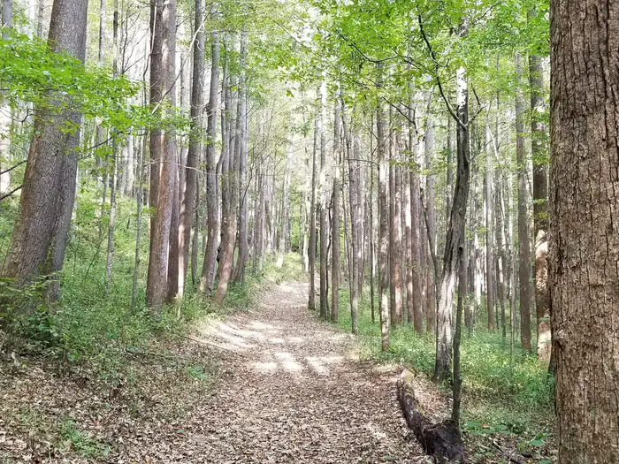Rock Castle Gorge Backcountry Camping — Uphill wooded trail