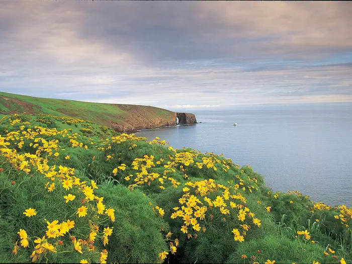 Santa Barbara Island — Yellow flowered plants covering ocean bluff overlooking coastline with arch in the distance.