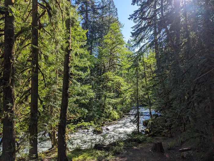 BUCK CREEK CAMPGROUND — BUCK CREEK TREES