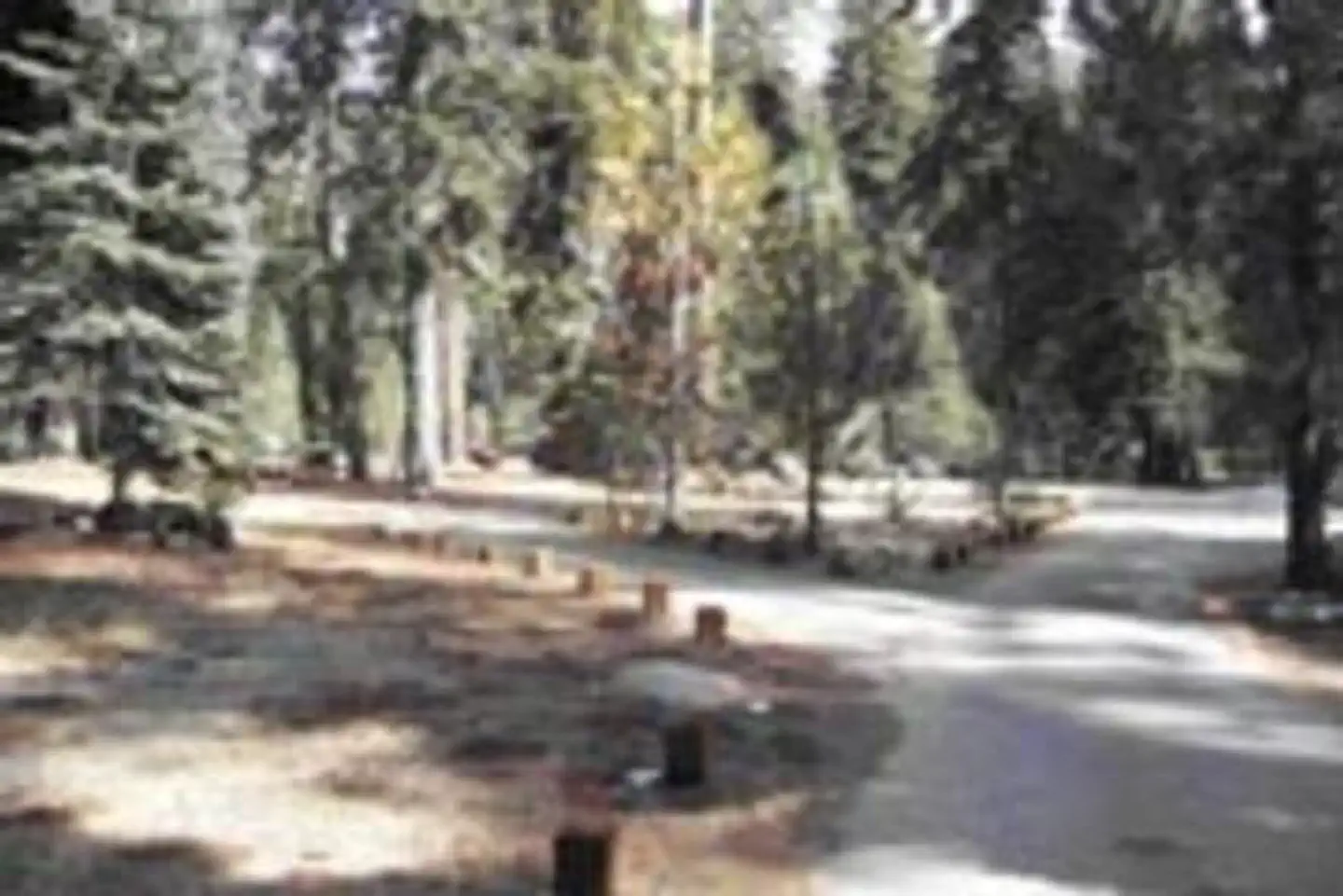 STONY CREEK SEQUOIA — STONY CREEK SEQUOIA