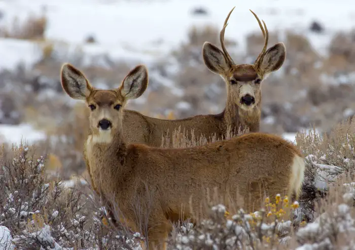 LAKE FORK CAMPGROUND — Wildlife in Curecanti National Recreation Area