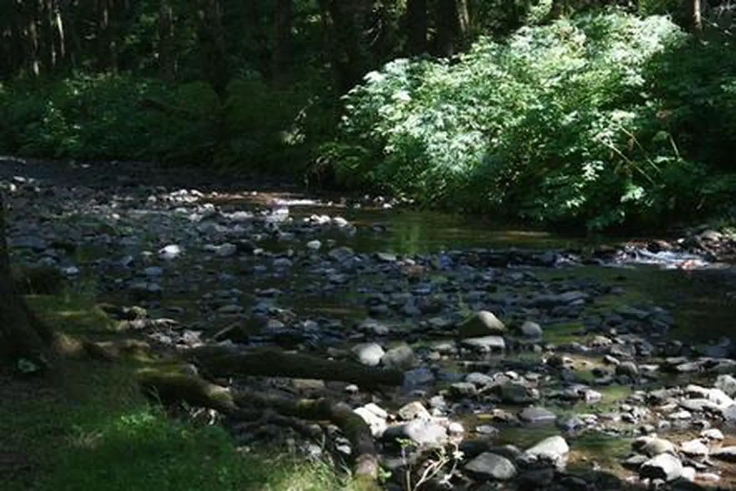 Rock Creek Oregon Coast (Siuslaw National Forest, OR) — ROCK CREEK - SIUSLAW