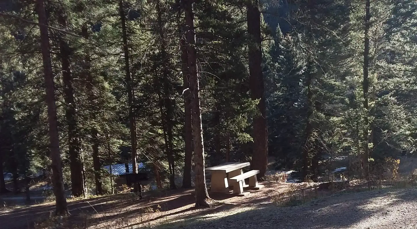 Santa Barbara Campground — Campsite forest view of dense trees.