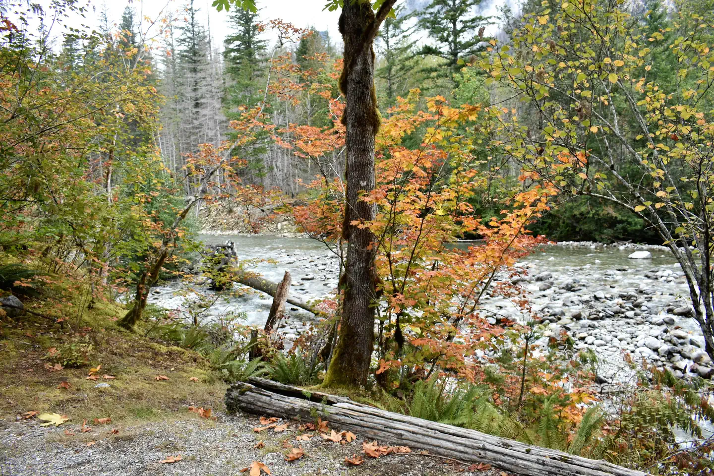 LOWER GOODELL GROUP CAMPGROUND — Photo of Goodell Creek from group site with trees and boulder-strewn creek