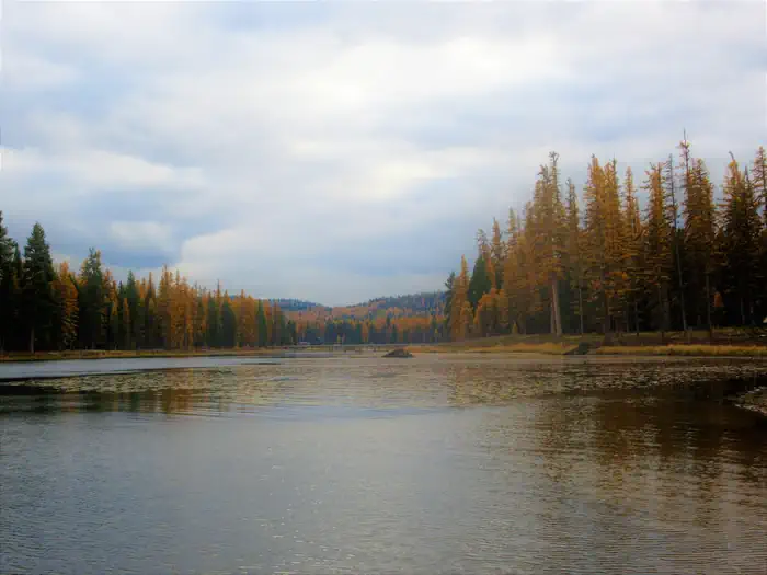 River Point Lolo Campground (MT) — A photo of the outlet of Seeley Lake and the Clearwater River. The Western larch trees display their golden needles in Autumn.