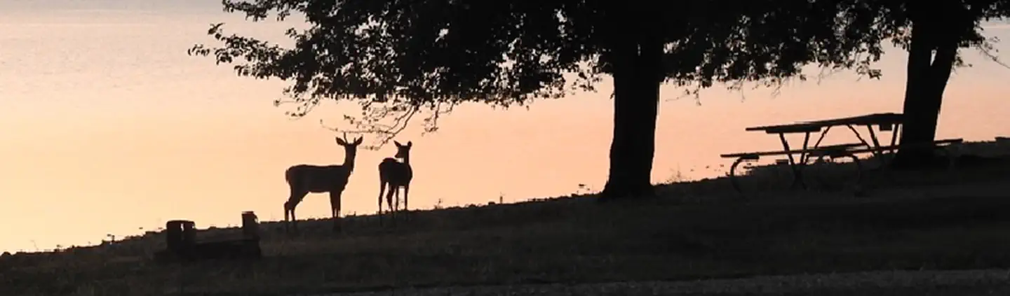 Arrow Rock — Deer along shore in Arrow Rock Campground