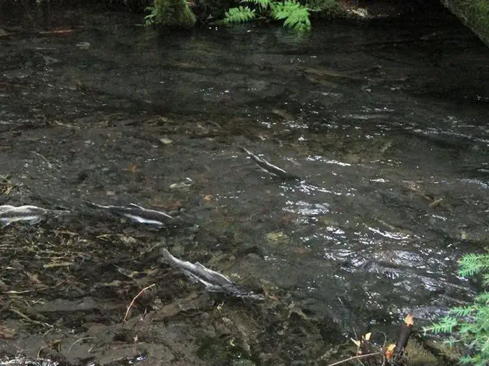 Silver Springs Campground — Silver Springs Campground