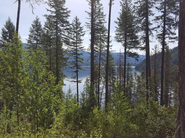 OSPREY — Priest Lake thru the trees