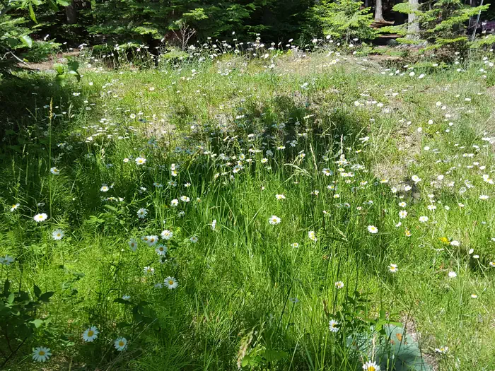 OSPREY — Flowers at Osprey Campground