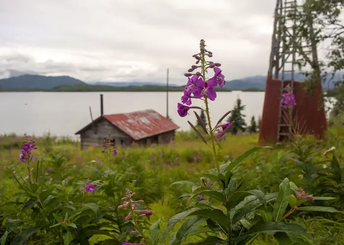 Fure's Cabin — A rustic wood cabin in a grassy field with pink flowers next to a lake.