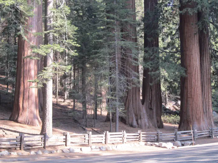 Dorst Creek Campground-Sequoia and Kings Canyon National Park — Lost Grove