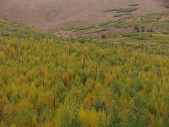 Caribou Creek Cabin β Chugach National Forest