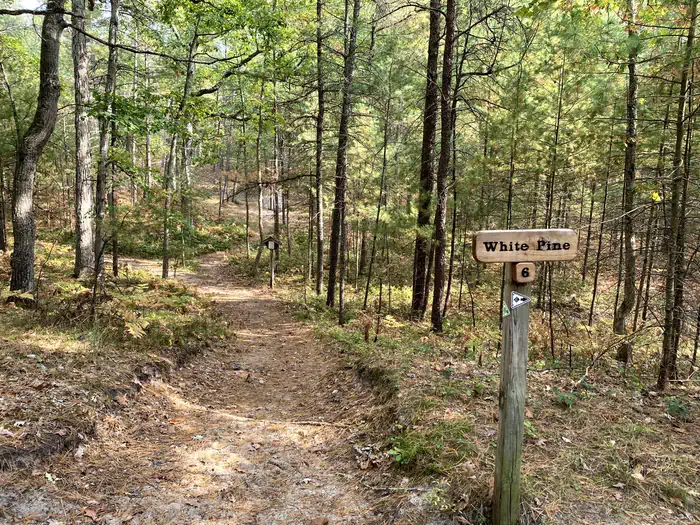 White Pine Backcountry Campground Permits — Dirt hiking trail through hardwood forest.