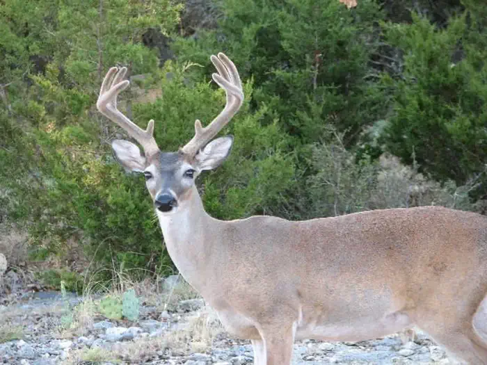 POTTERS CREEK PARK — Deer at Canyon Lake