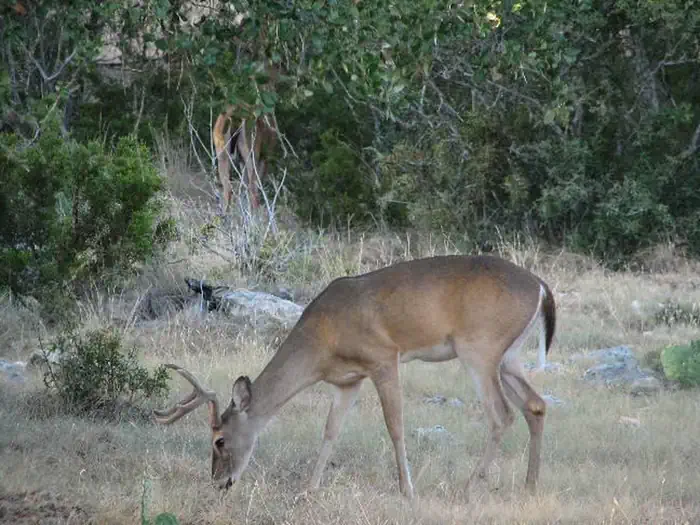 POTTERS CREEK PARK — Deer grazing at Canyon Lake