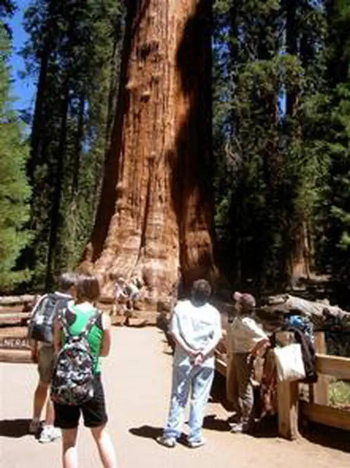 Lodgepole Campground-Sequoia and Kings Canyon National Park — General Sherman Tree