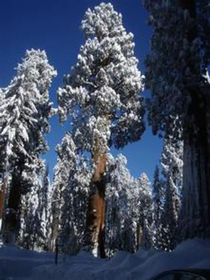 Lodgepole Campground-Sequoia and Kings Canyon National Park — Snow Covered Sequoias 