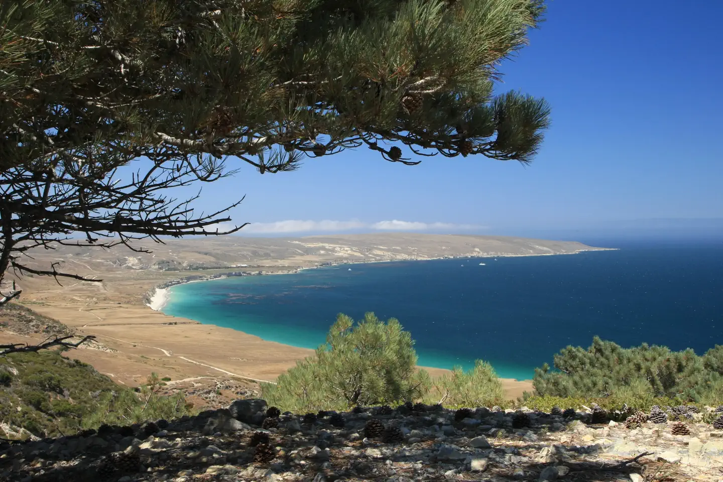 SANTA ROSA ISLAND — Pine tree overlooking coastal marine terrace with dry grass, ocean, and white sand beach.