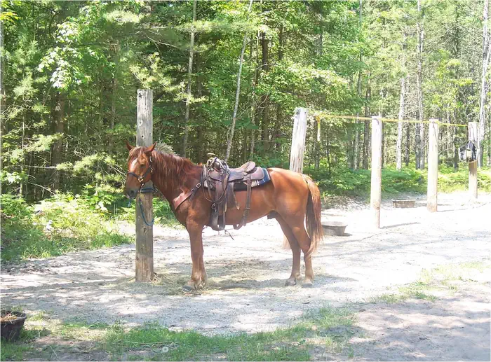 Swan Lake Campsites — Swan Lake - Horse Camping