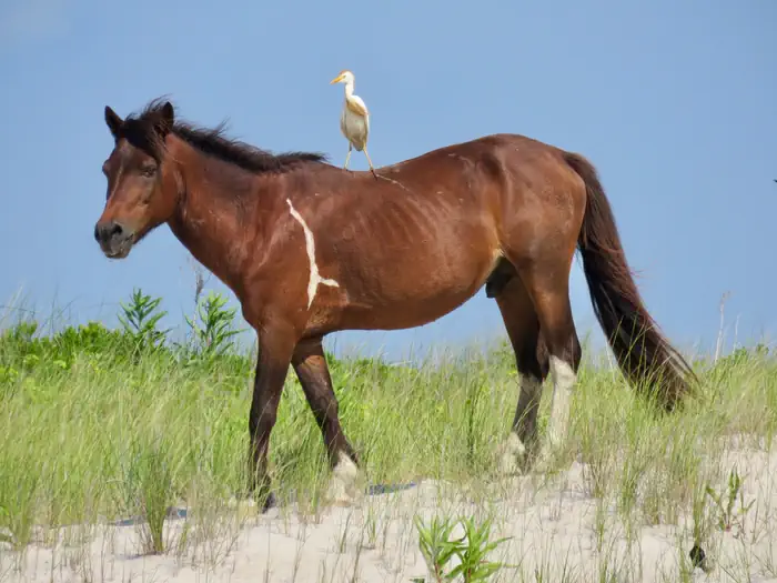 ASSATEAGUE ISLAND NATIONAL SEASHORE CAMPGROUND — A bird hitches a ride on the back of a wild horse.