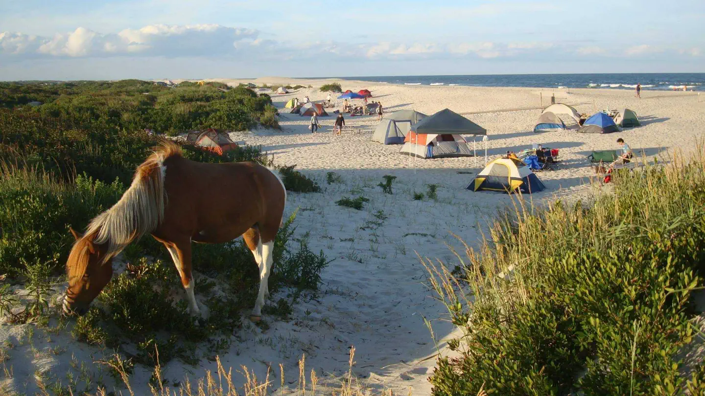 ASSATEAGUE ISLAND NATIONAL SEASHORE CAMPGROUND — A wild horse grazes near the campground
