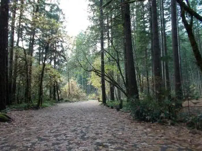 BOGUS CREEK CAMPGROUND — BOGUS CREEK CAMPGROUND
