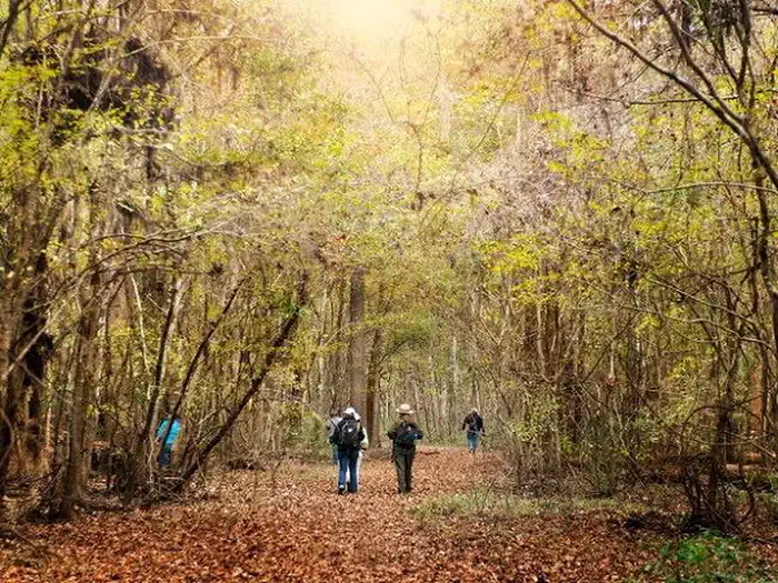Bluff Hike In Camping — Hikers with a park ranger beneath fall colors at Congaree National Park
