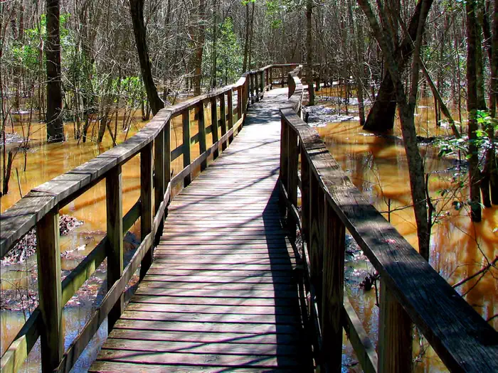 Bluff Hike In Camping — The boardwalk through Congaree National Park