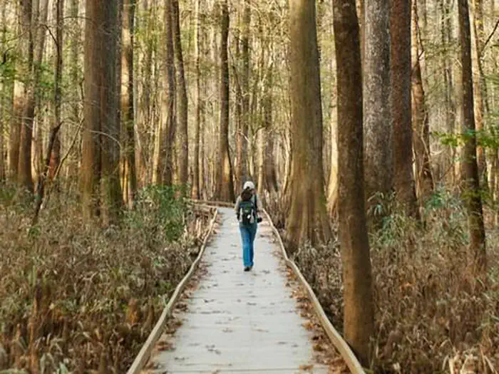 Bluff Hike In Camping — A hiker in the cypress forest of Congaree National Park