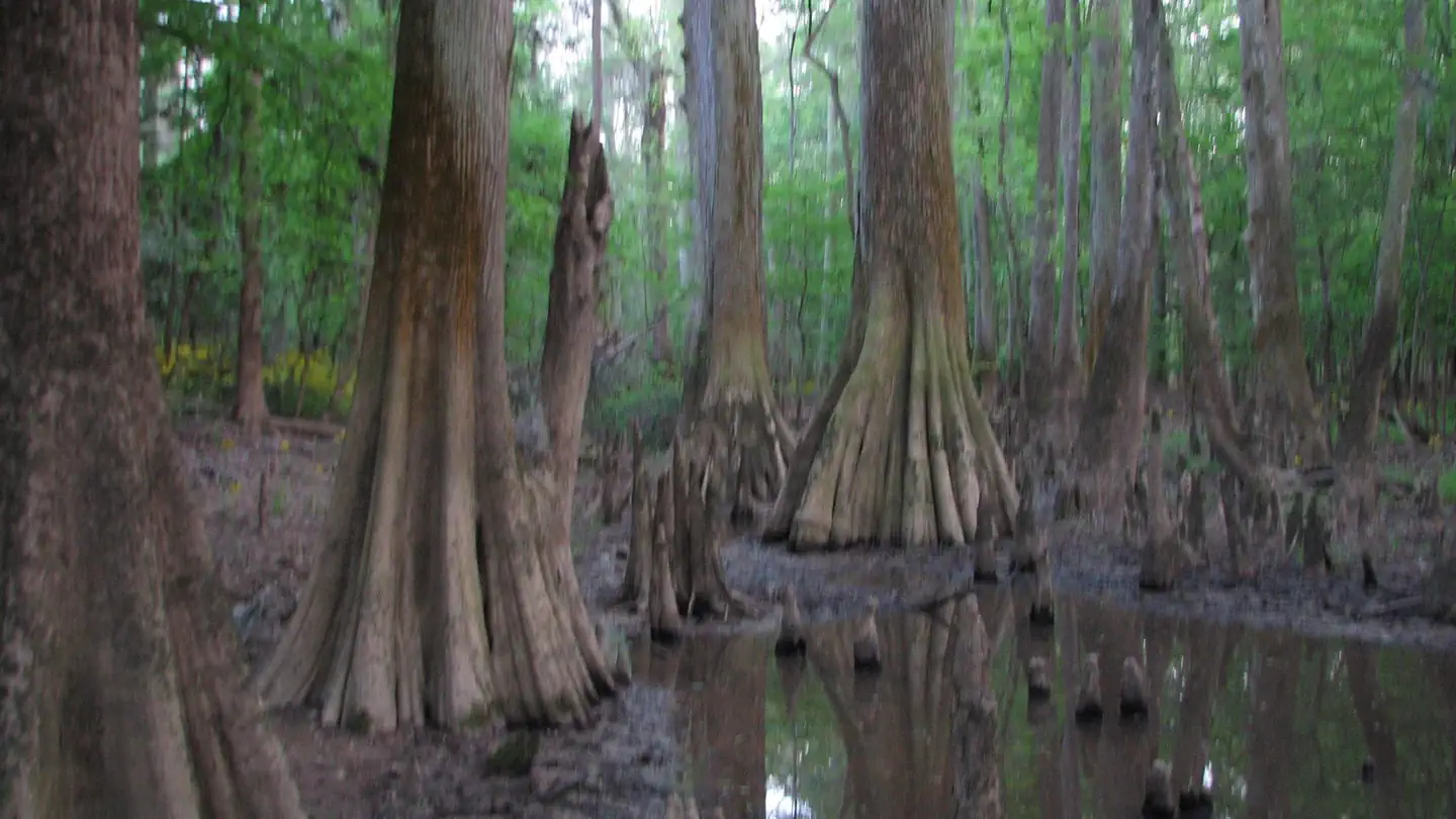 Bluff Hike In Camping — The endless wet terrain and wide Bald Cypress (Taxodium distichum) trees in Congaree National Park.