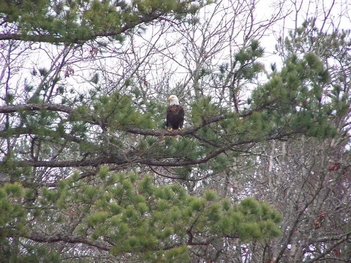 WAITSBORO CAMPGROUND — Bald Eagle at Lake Cumberland