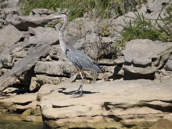 Center Hill Lake Primitive Camping Areas — Blue Herron