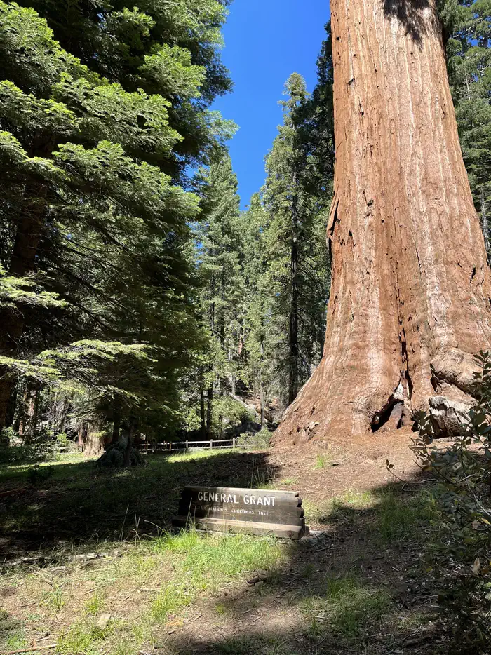 Crystal Springs Campground Mid-Sized Group Sites — General Grant Tree 