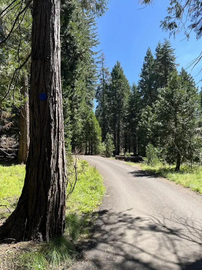 Crystal Springs Campground Mid-Sized Group Sites — Road into Campground