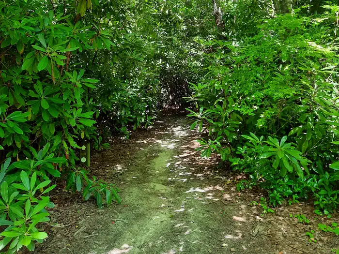 Johns River Road Backcountry Camping — On the trail to Johns River Road
