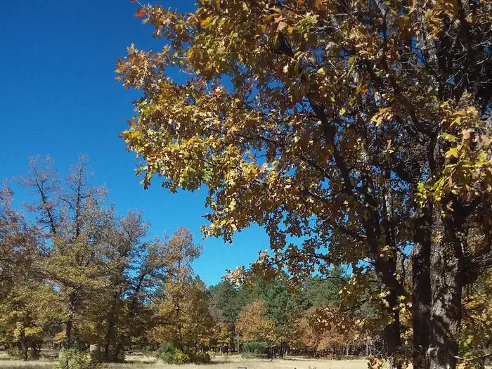ASPEN (AZ) — Trees at aspen