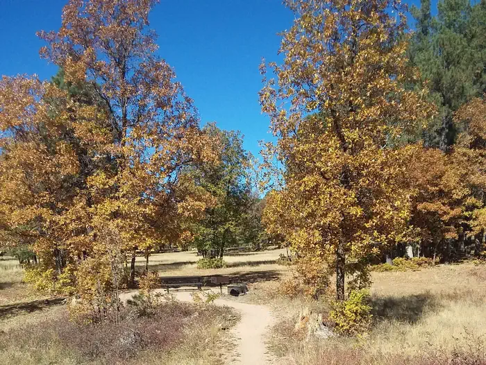 ASPEN (AZ) — Campsite trees and table