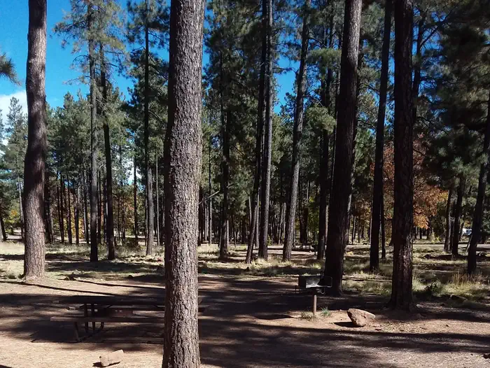 ASPEN (AZ) — ASPEN campground dense trees