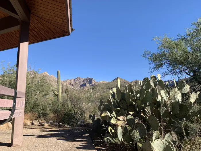 SABINO CANYON RECREATION AREA CACTUS RAMADA 1 — Views of mountains and cactus just outside the ramada